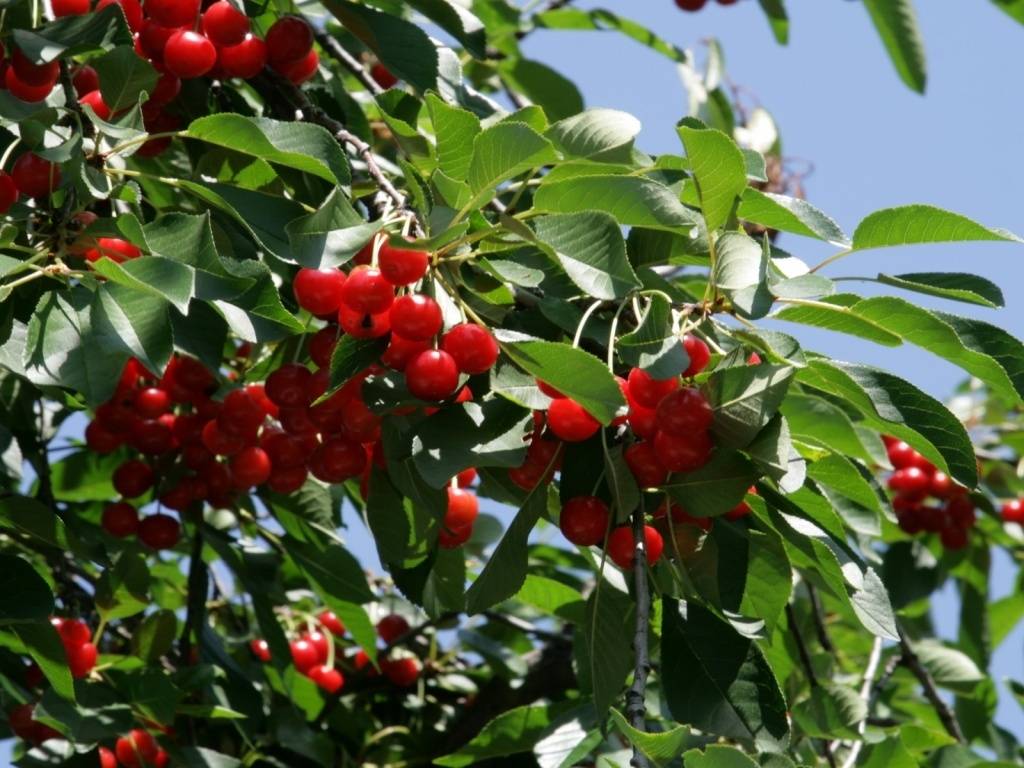 Правила весенней посадки и ухода за саженцами плодовых деревьев