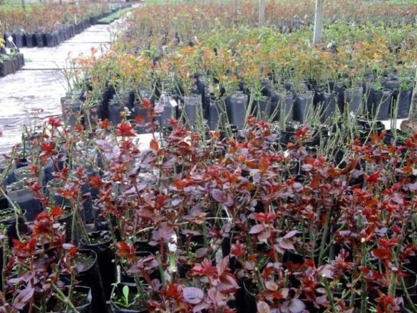 Как правильно организовать бизнес по выращиванию роз в теплице на продажу