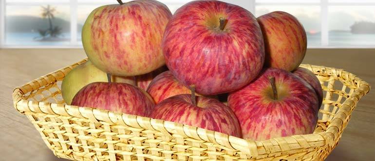 Сорт яблони московская грушовка: описание плодового дерева, выращивание, фото и отзывы садоводов