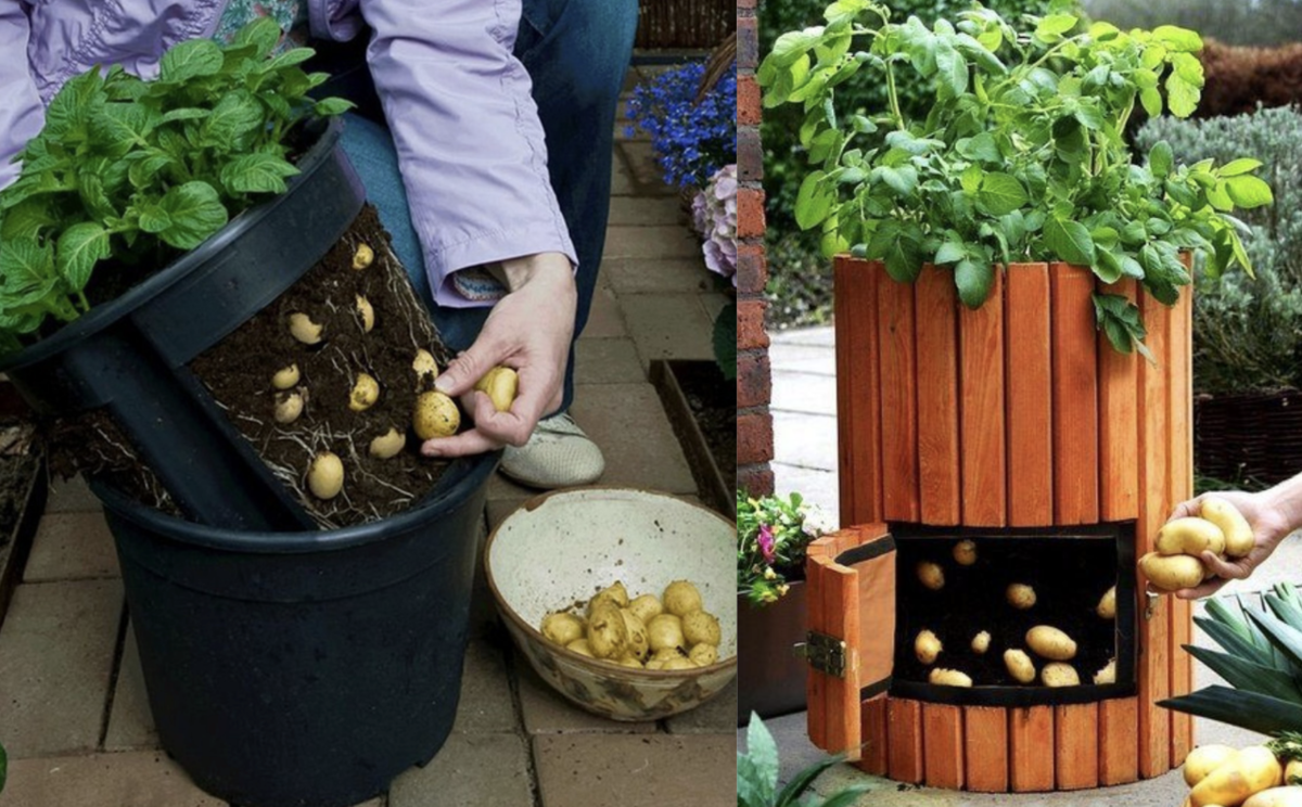 Выращивание картофеля в мешках: миф или реальность