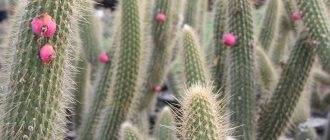 Выращивание в открытом грунте кактуса опунция — превращаем сад в пустыню