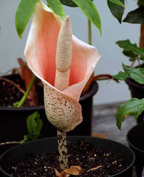 Необычный аморфофаллус: уход в домашних условиях за очень экзотическим цветком