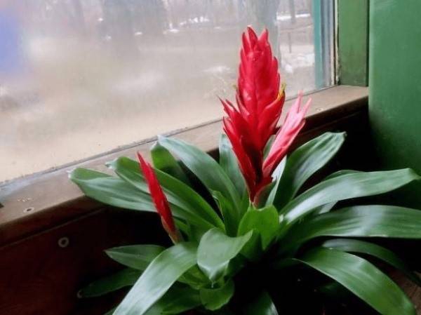 Выращиваем дома необычный комнатный цветок вриезию