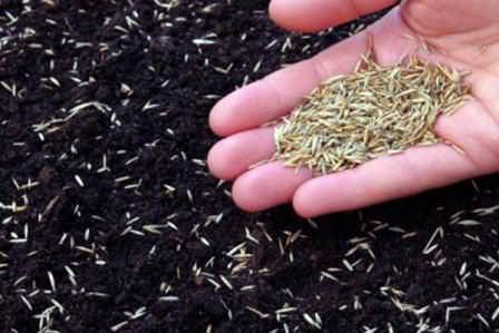 Какой вид газонной травы выбрать для посадки на даче или загородном участке? Лучшая газонная трава – рейтинг производителей Какую газонную траву лучше посеять на даче.