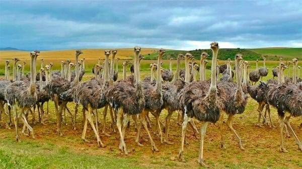 Каким должно быть содержание страусов на частном подворье