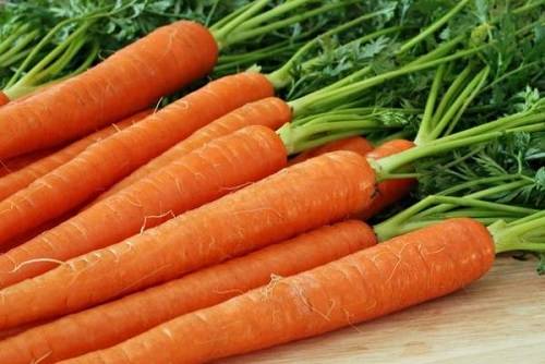 Как подготовить и обработать семена моркови перед посевом в открытый грунт 