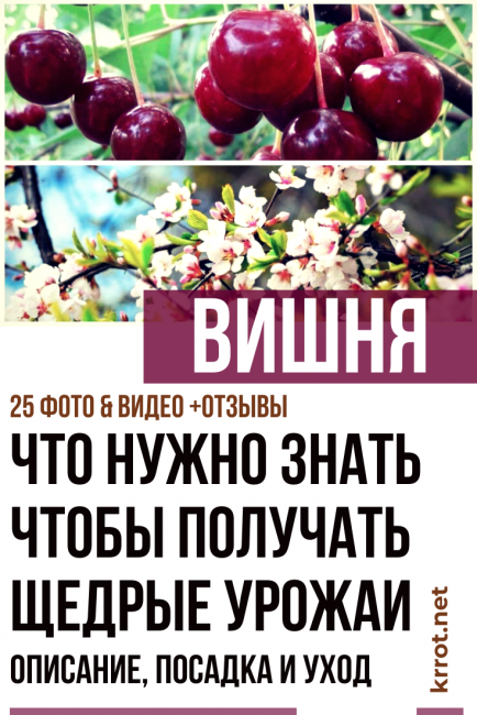 Описание, характеристика и выращивание вишни сорта шоколадница