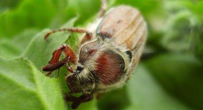 Превентивные меры или как бороться с майским жуком на участке и клубнике?
