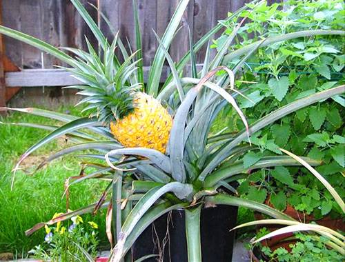 Как растет ананас в природе, выращивание фрукта в домашних условиях. способы посадки, параметры для цветения и плодоношения