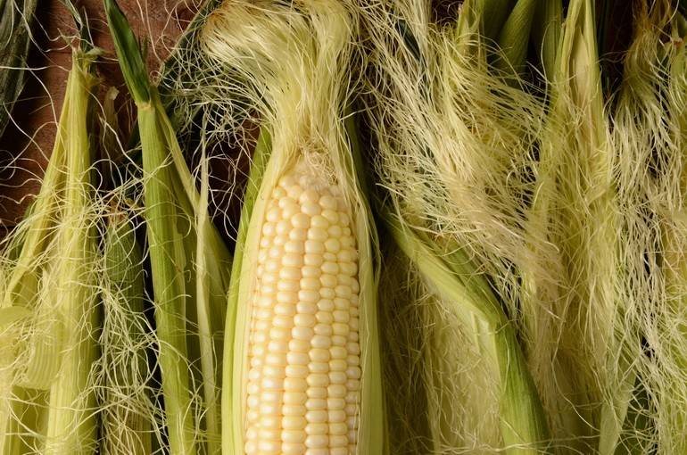 Лечебные свойства кукурузных рыльцев