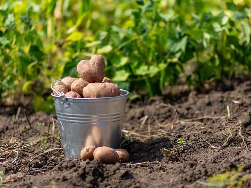 Что вносить в лунку при посадке картофеля. использование мотоблока или сажалки при посадке картофеля. осенняя подготовка поля под картофель.