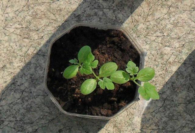 Посадка арбузов в открытый грунт: сроки посева и правила выращивания