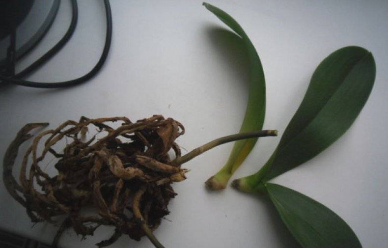 Поможем реанимировать орхидею: как спасти цветок без корней и листьев, либо с чем-то одним?