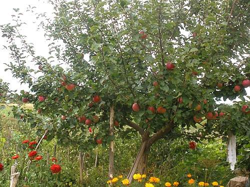Зимостойкие сорта яблонь для Урала и Сибири