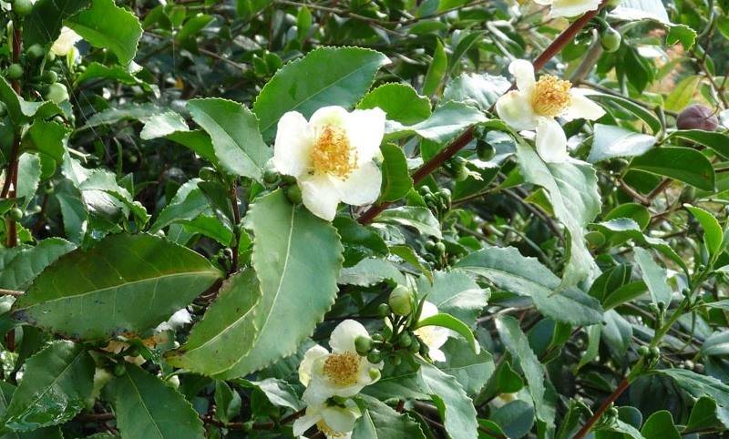 Чайный куст китайский (camellia sinensis): зелёный, чёрный и другие виды