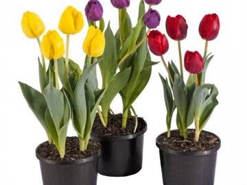 Выгонка тюльпанов к 8 марта: простые способы с фото