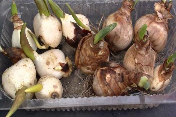 Все о выкапывании луковиц тюльпанов и правилах их хранения