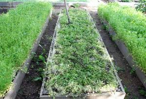 Как применять горчицу в огороде от сорняков и вредителей, посадка как удобрения