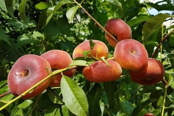 Инжирный персик: выращивание и уход