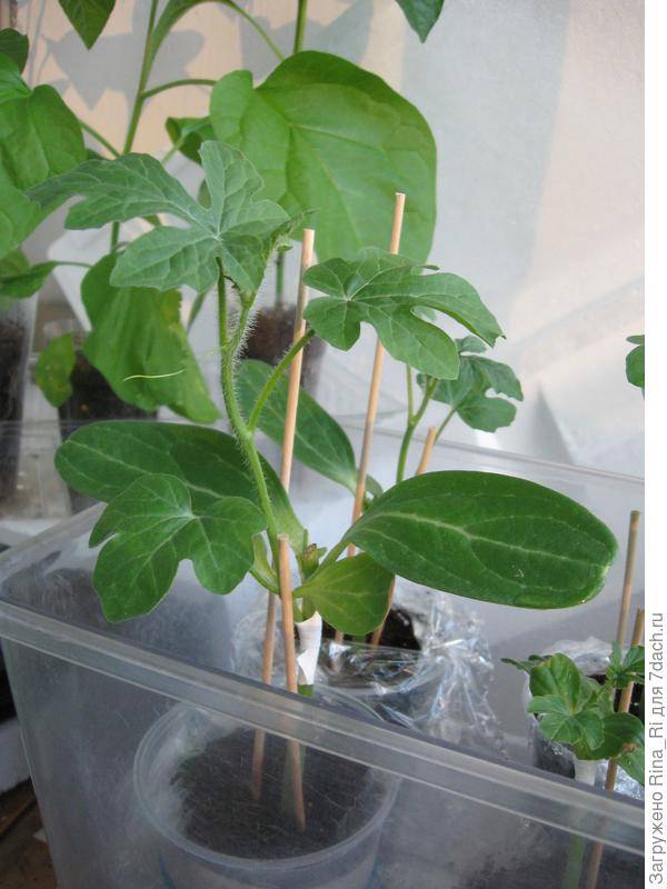 Выращивание однолетних георгинов из семян: посадка, уход, пикировка