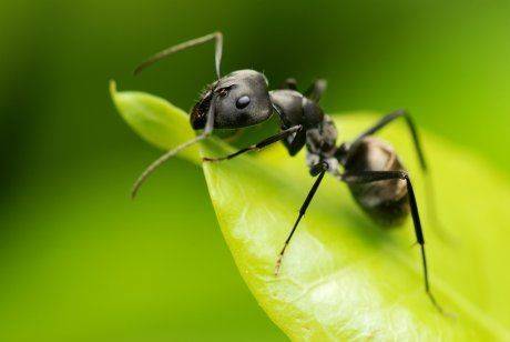 Лучшие рецепты для избавления от муравьев с помощью борной кислоты