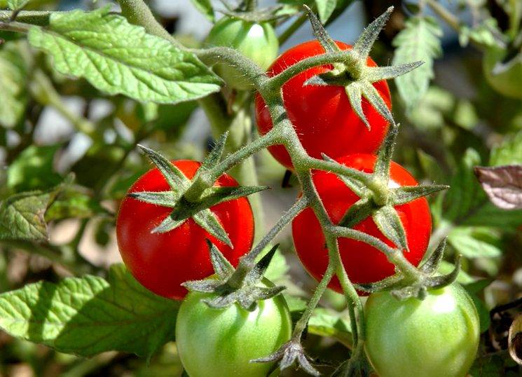 Правильная подкормка томатов на каждом этапе: сколько раз за сезон кормить, составы и сроки, таблица внесения удобрений
