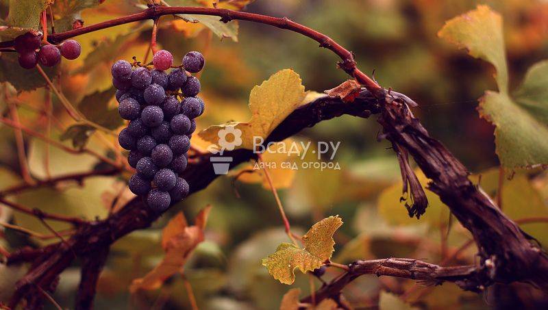 Как ухаживать за виноградом летом, чтобы он хорошо пережил зиму