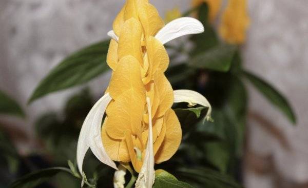 Комнатный цветок пахистахис – уход и размножение