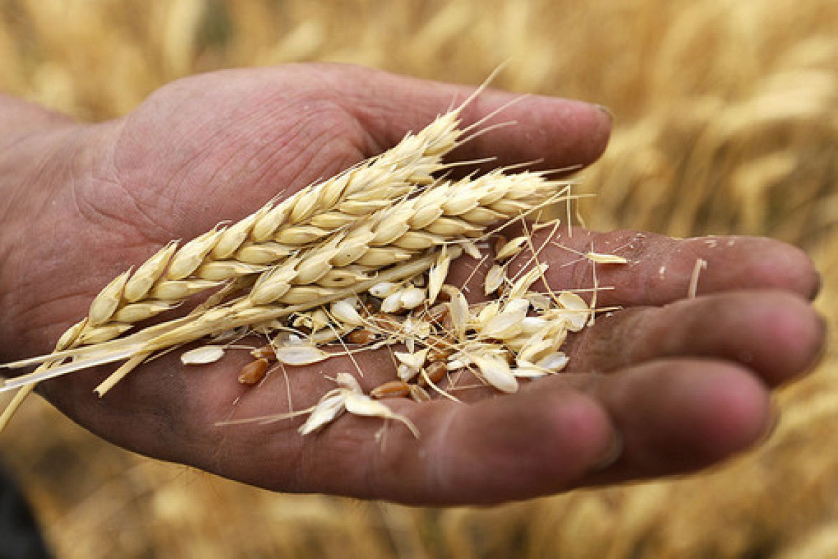 Тритикале гибрид ржи и пшеницы — когда сеять, применение, видео
