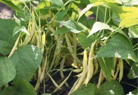 Спаржевая фасоль: выращивание и сбор урожая