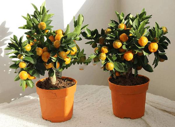 Пошаговое руководство: как посадить апельсин из косточки в домашних условиях