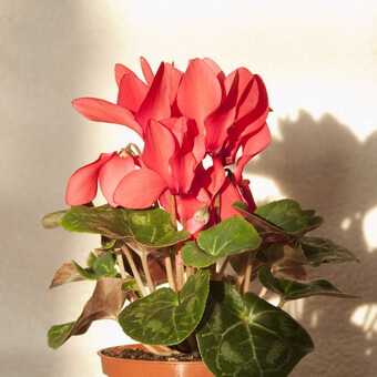 Цикламен — период покоя цветка в домашних условиях