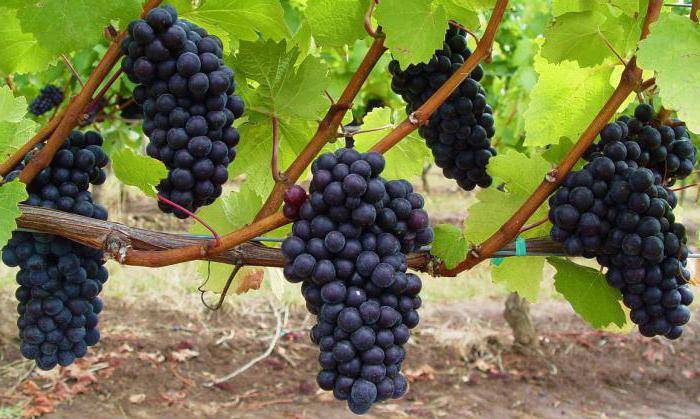 Уход за виноградом весной после зимы: открытие, подвязка, обрезка, обработка, подкормка