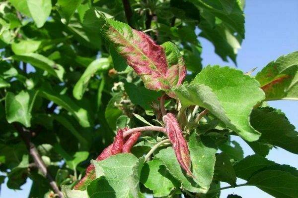 Что делать, если вянут листья у яблони и чем это лечить, причины и профилактика