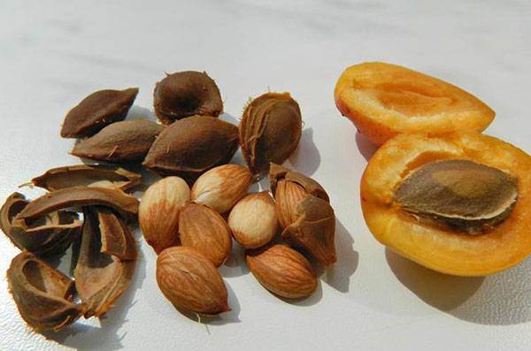 Состав и лечебные свойства абрикоса для здоровья человека
