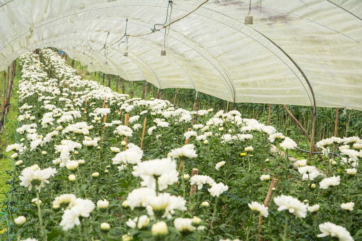 Выращивание хризантемы на срез в теплице. выращивание хризантем в теплице как бизнес