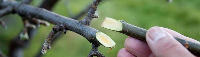 Прививка плодовых деревьев — лучшие способы