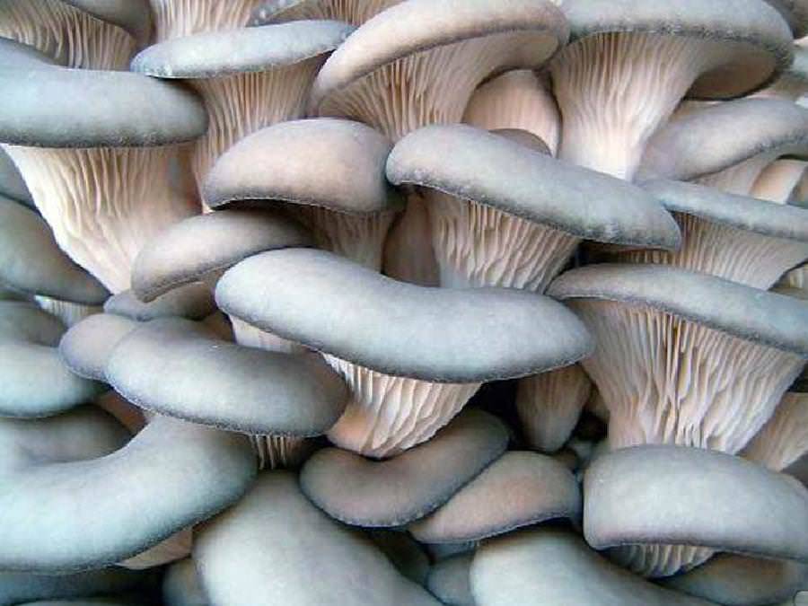 Выращивание грибов на пнях на приусадебном участке