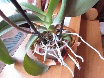 Нюансы пересадки орхидеи фаленопсис