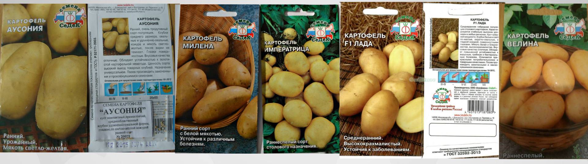Почему не прорастают семена картофеля, как предупредить