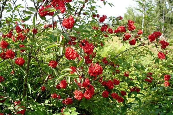 Съедобные лесные ягоды с фото и названиями