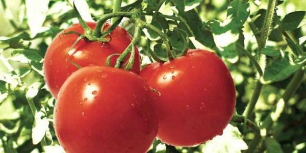 Устойчивые к фитофторозу сорта томатов – какие сажать в теплице?