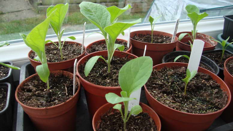 Баклажаны - выращивание рассады. как посадить рассаду баклажан