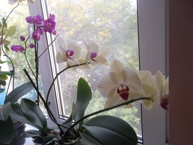 Зачем нужен мох сфагнум для орхидей?