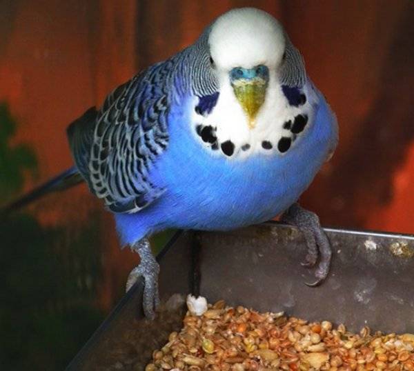 Как правильно кормить попугая в домашних условиях