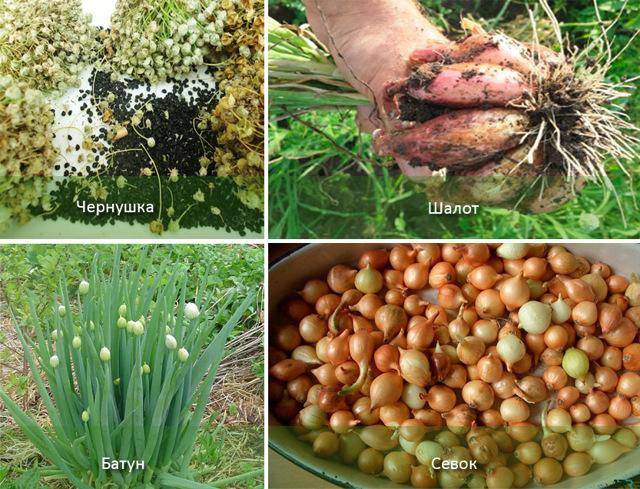 Когда сажать лук севок: сроки весенней и подзимней посадки
