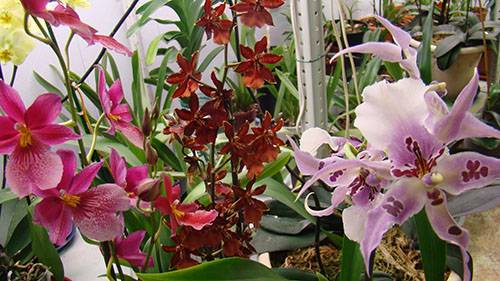Неприхотливый гибрид орхидеи Камбрия