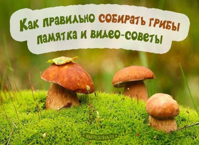 Как правильно собирать грибы в лесу, основные правила