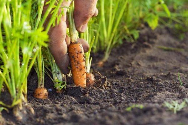 Успеть вовремя! каков последний срок посадки моркови?