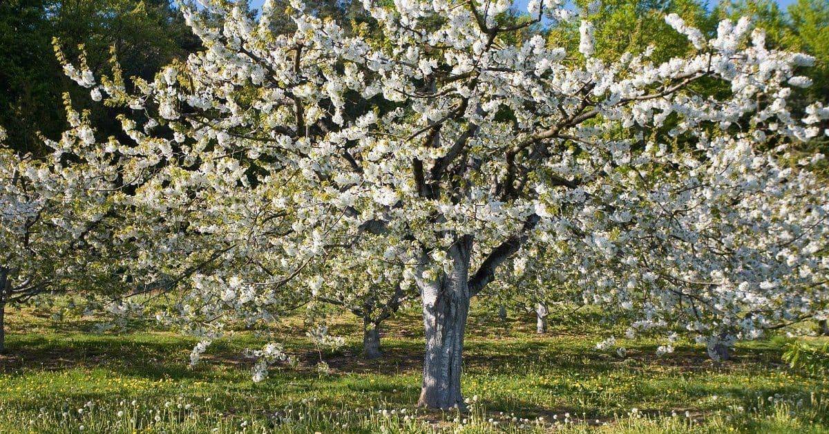 Проблемы цветения вишни: причины, методы решения, профилактика